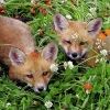 pixietails.club_graphics_icons_20200427_cottagecore2-16.jpg