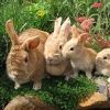 pixietails.club_graphics_icons_20200427_cottagecore2-17.jpg