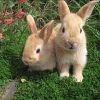 pixietails.club_graphics_icons_20200427_cottagecore2-18.jpg